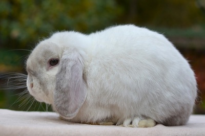 Sameček minilop Princ - 2