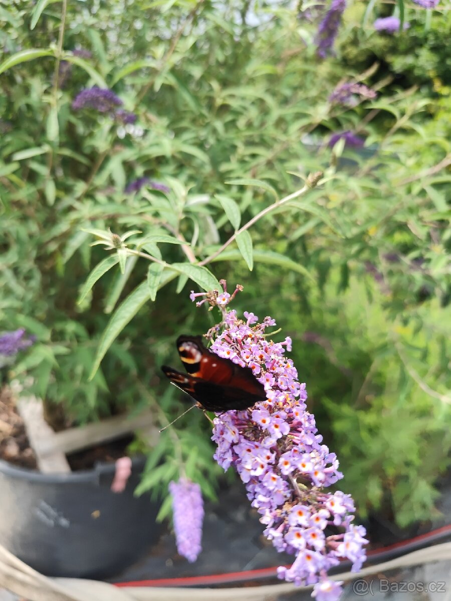 Motýli keř (různé druhy Barvy) - 2