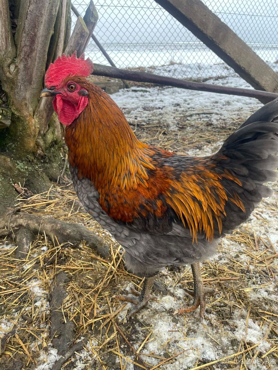 Násadbová vejce - 2