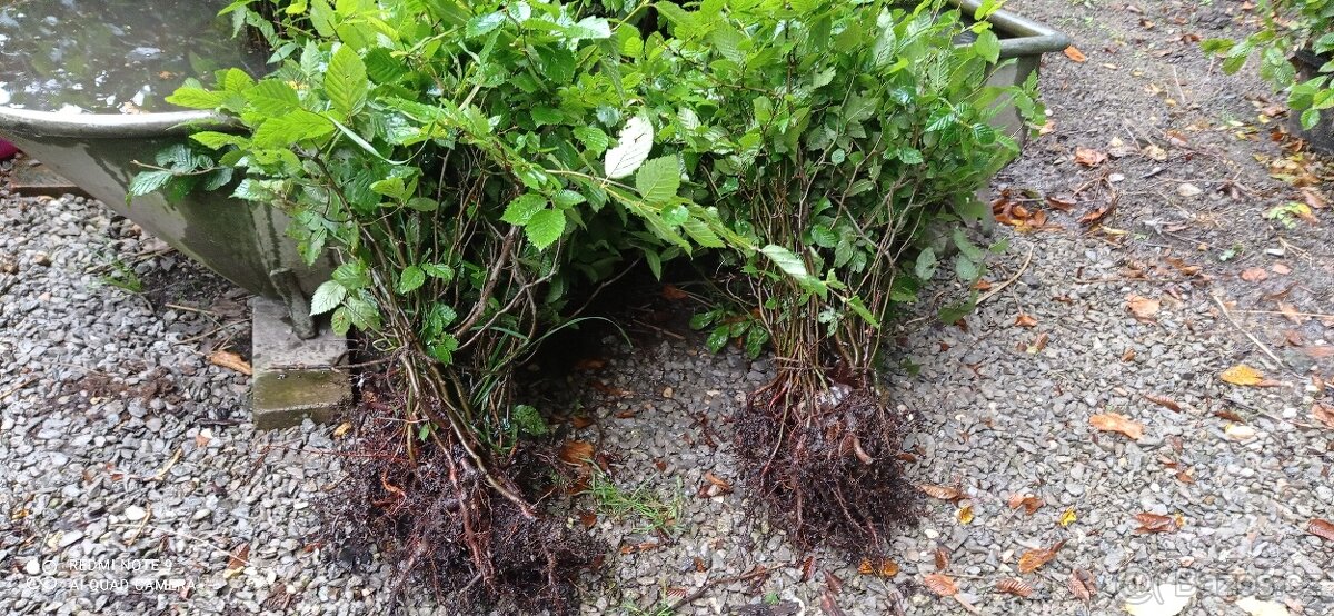 Habr na živý plot - 2