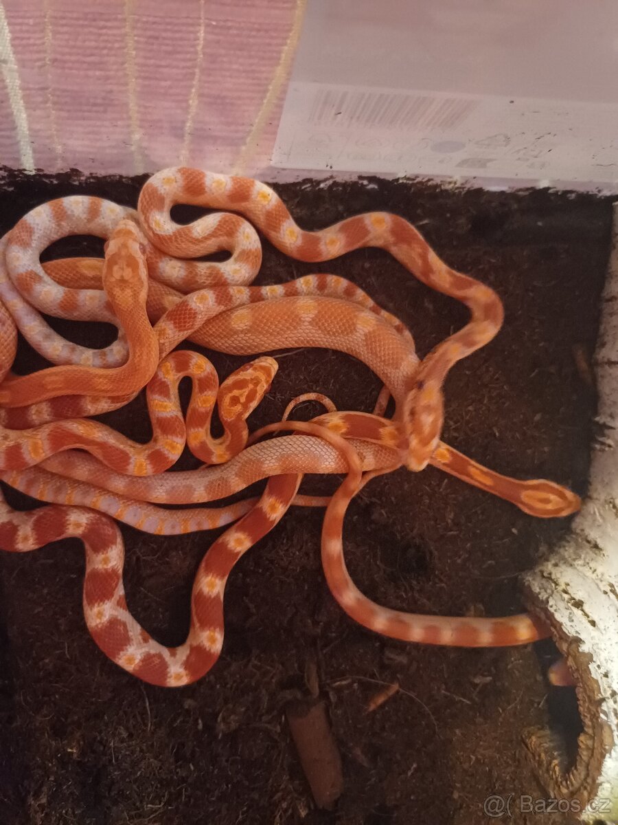 Užovka červená - rozkrmena mladata - 2