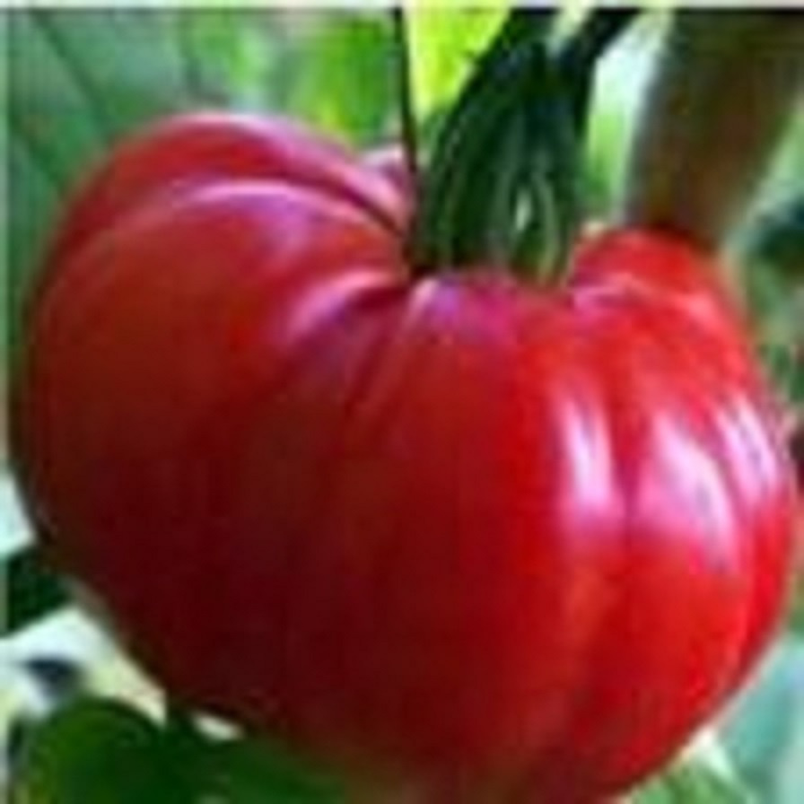 Rajče Marmande, velké plody, 30ks semínek - 2