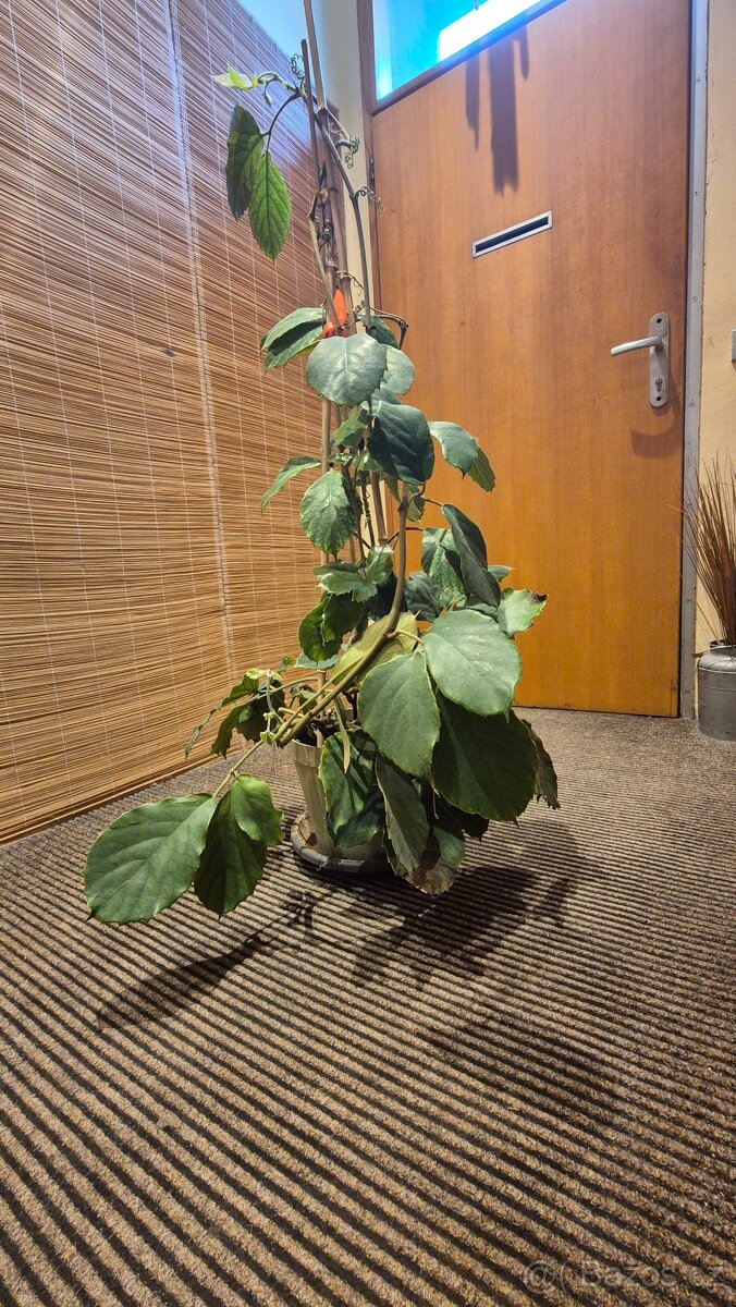 Tetrastigma voinierianum - 2