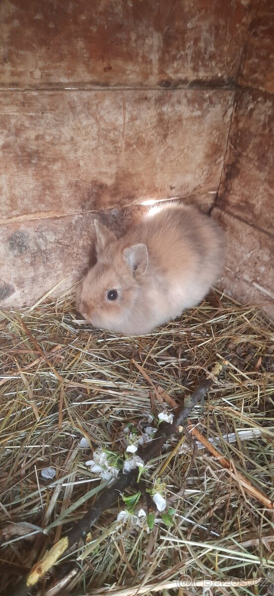 Zakrslý králík - 2