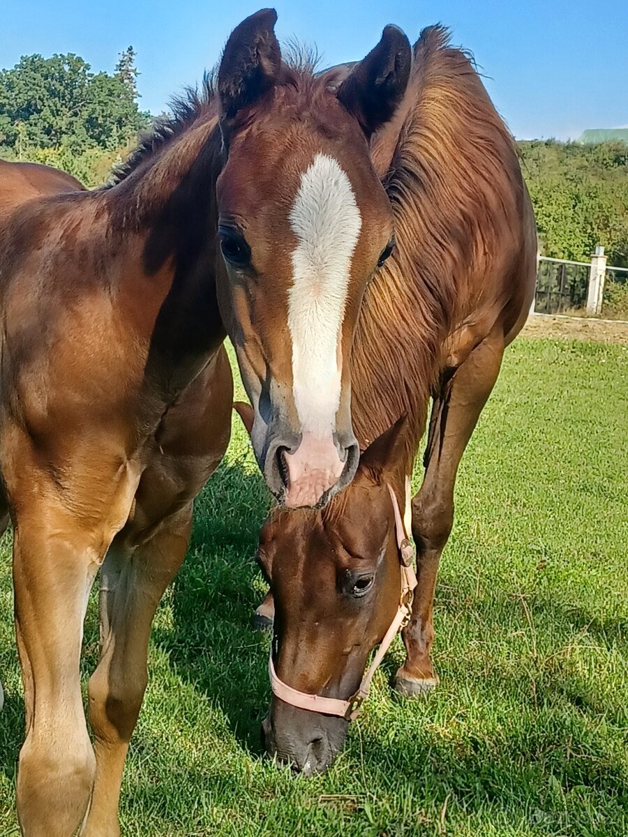 Quarter horse klisnička - 2