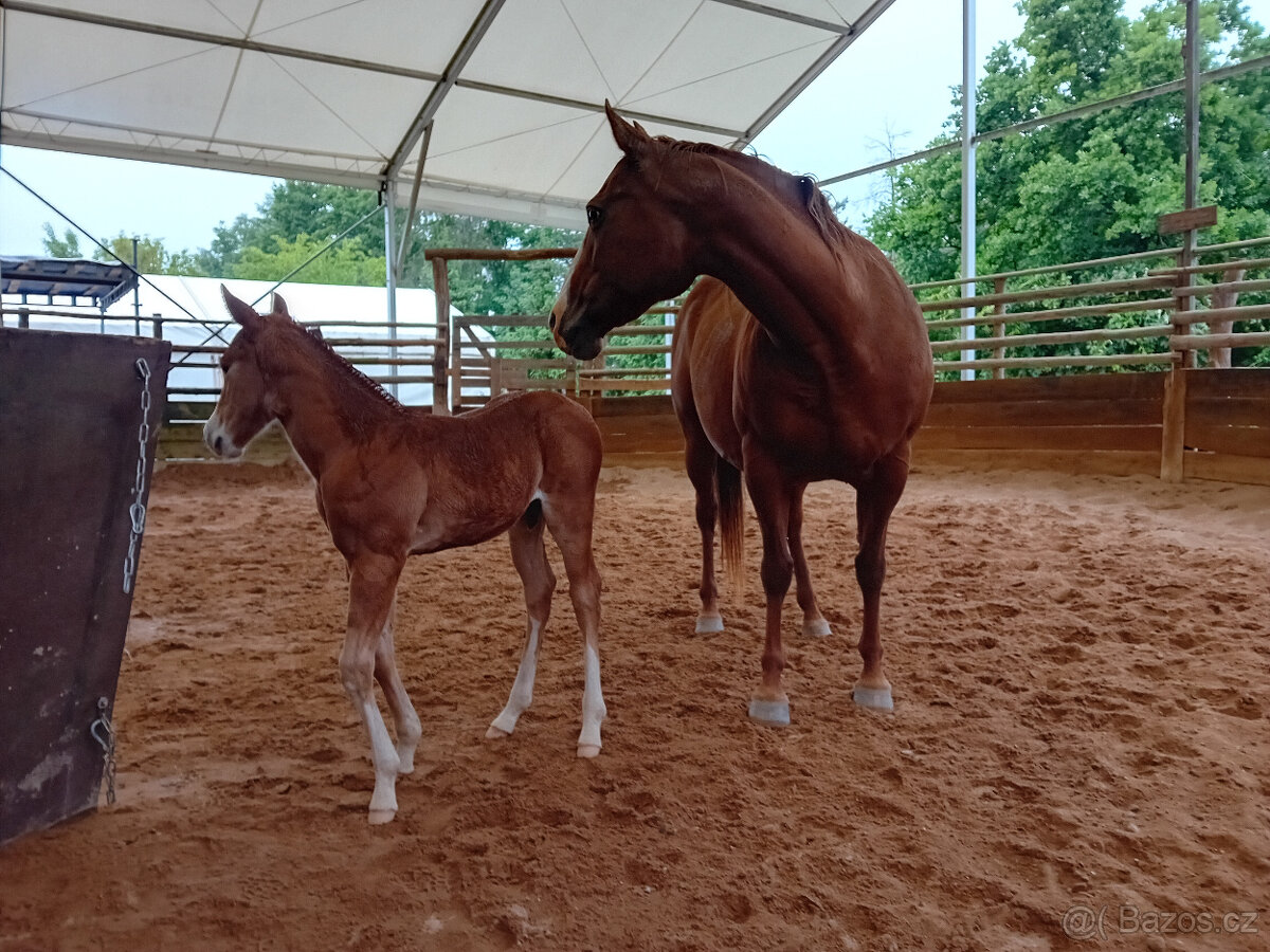 Výcvik jezdců a jízdy na koni. - 2