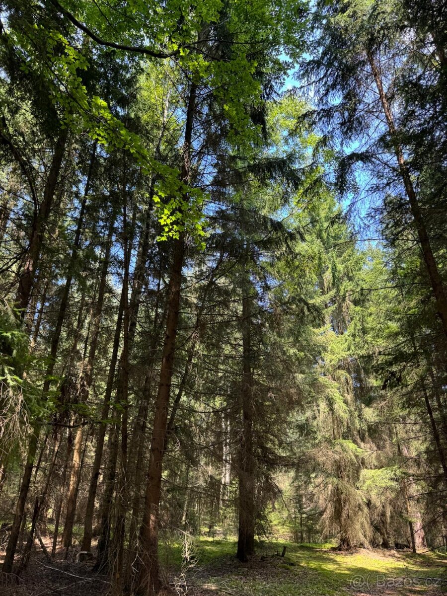 Prodám lesní pozemky v k.ú. Nesměň u Ločenic - 2