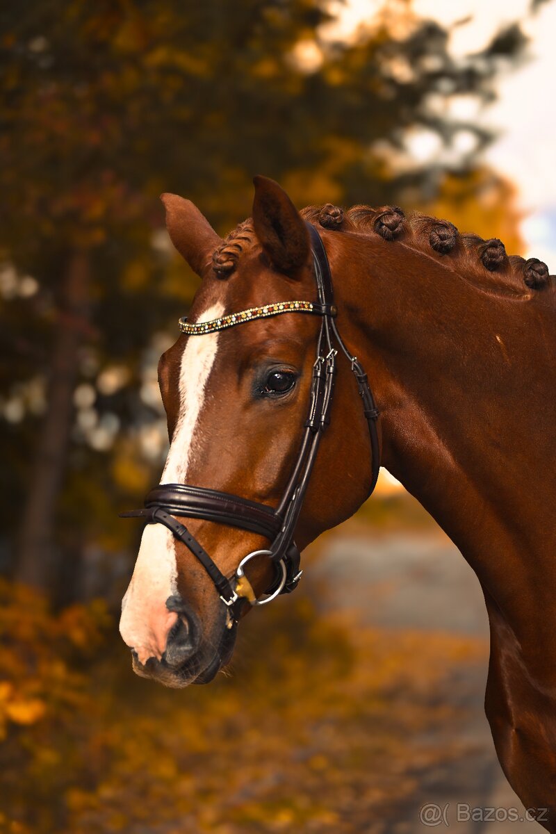 Drezurní westfálský valach - 2