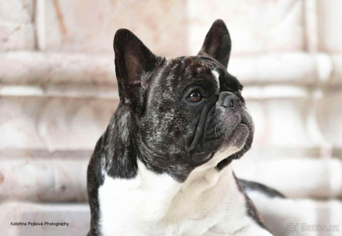 Francouzský buldoček s PP FCI - 2