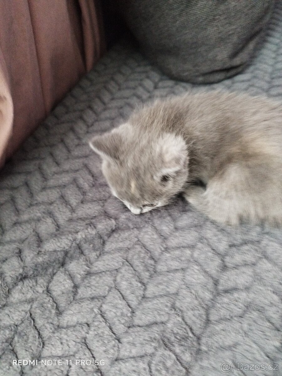 Britská koťátka - 2