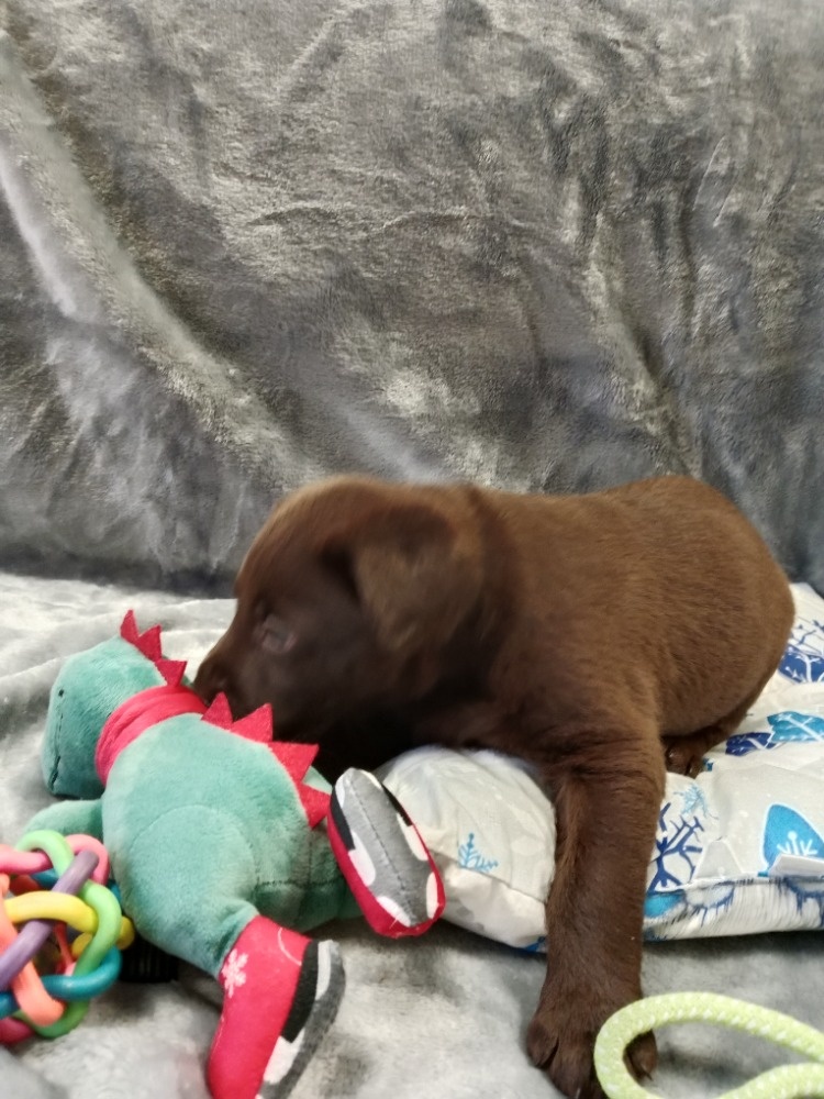 Labradorský retriever s PP tmavě hnědé barvy - 2