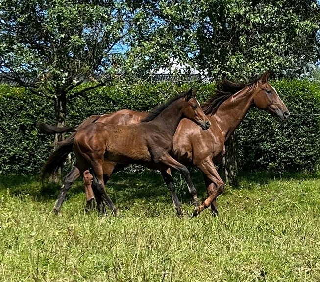 Furioso klisnička - 2