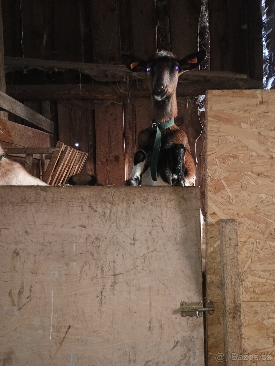 Kozička březí - 2