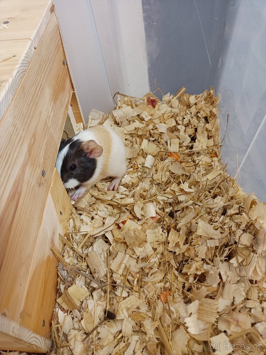 Krásná morčátka - 2