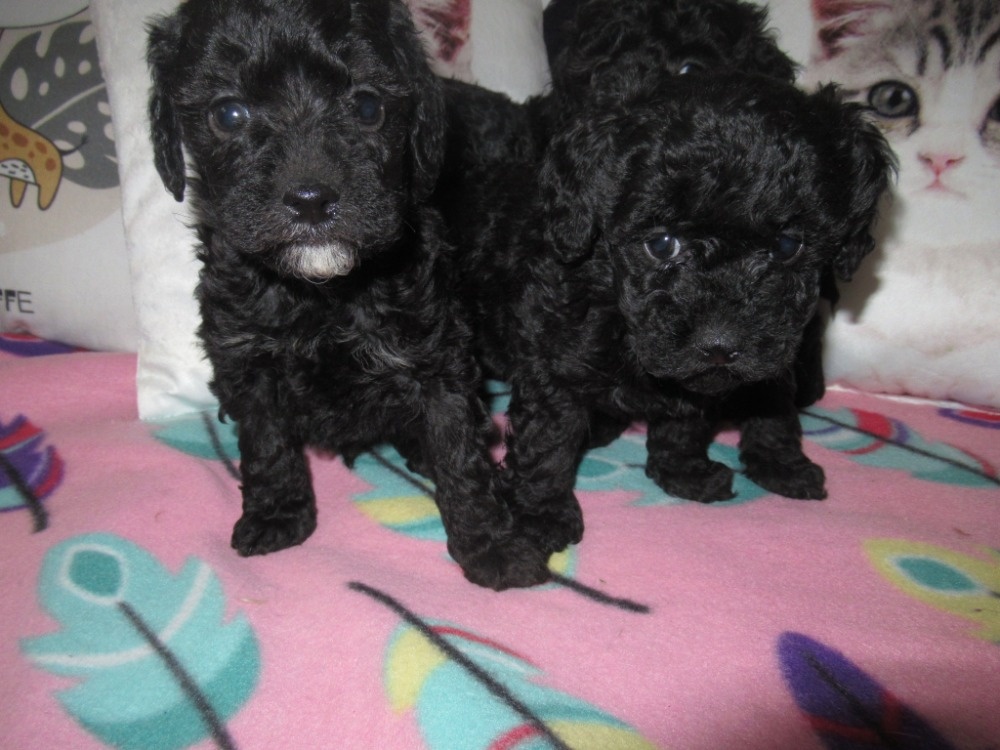 Pudl trpasličí - 2