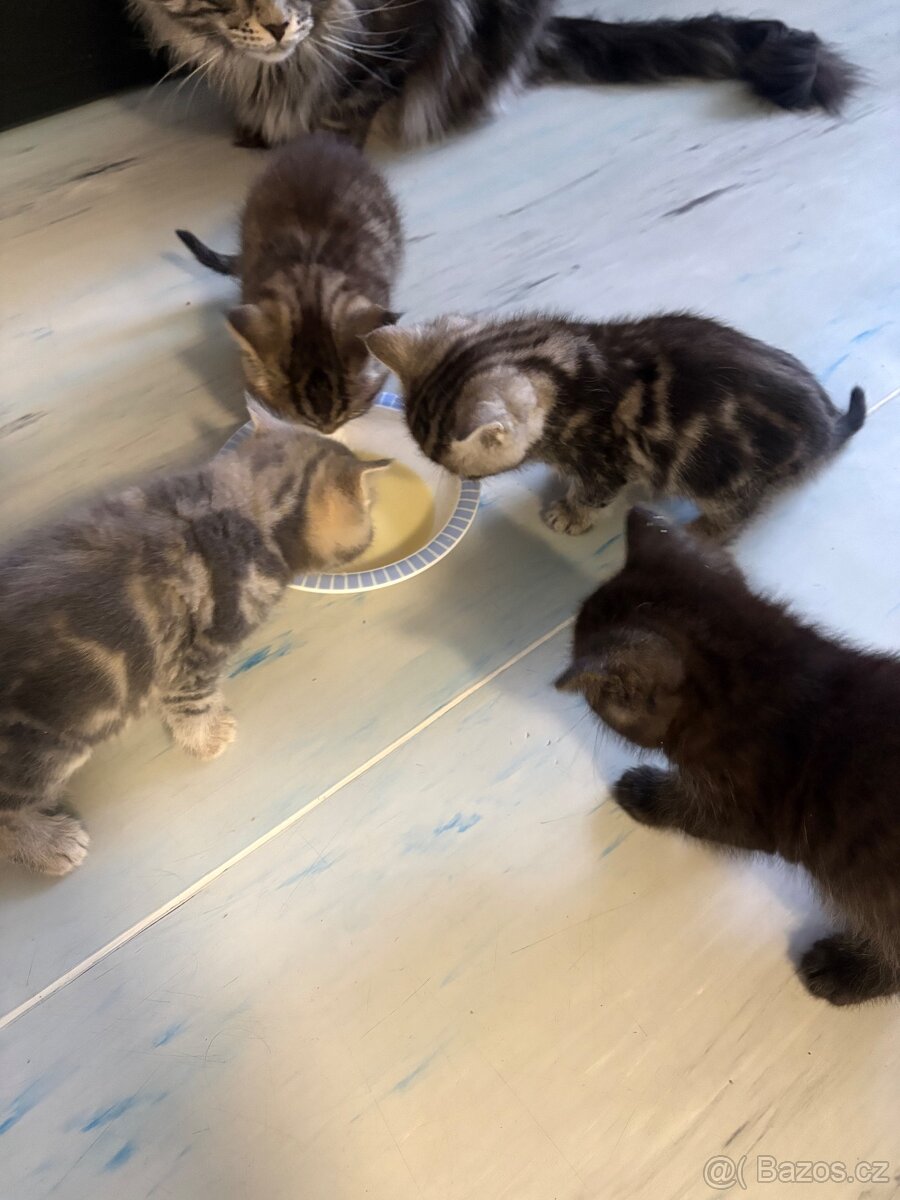 Prodám koťata - 2