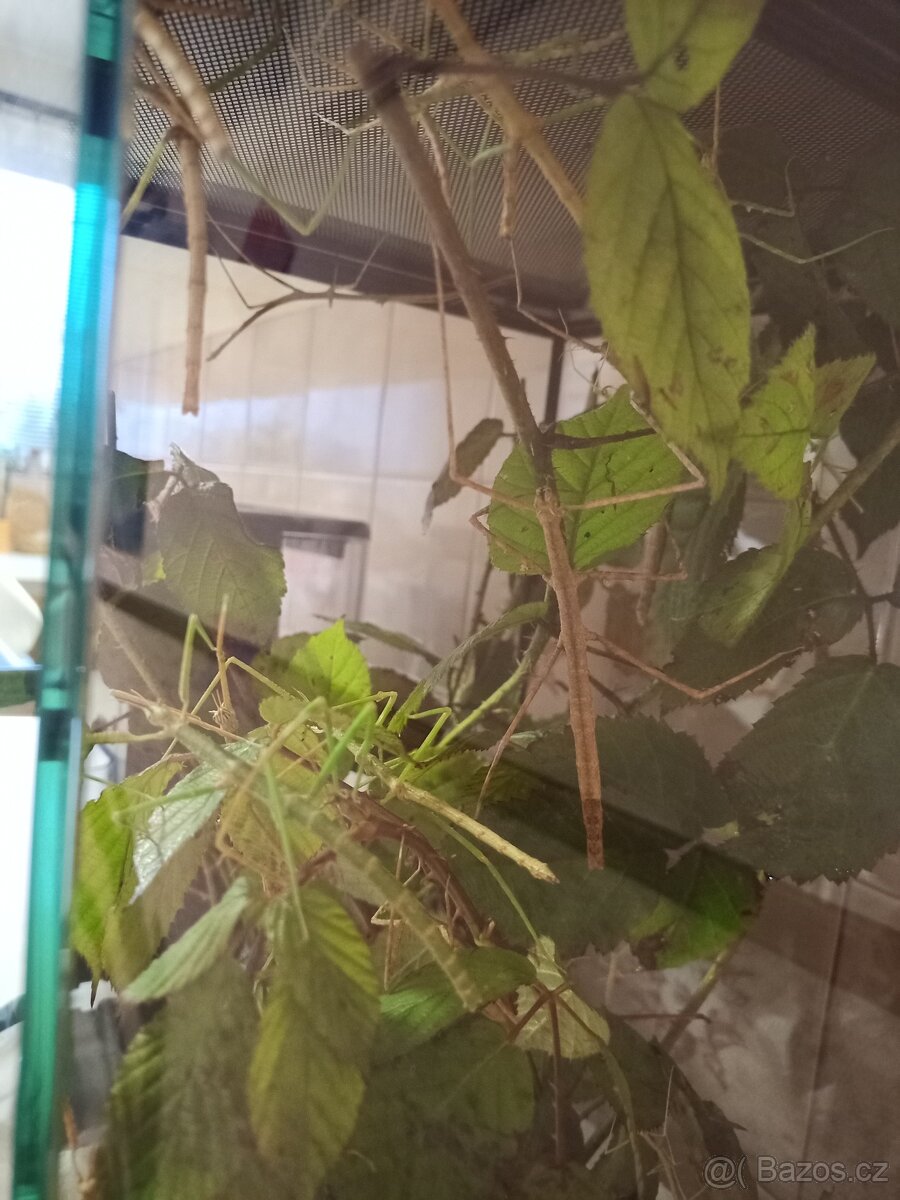 Pakobylky rohaté - 2