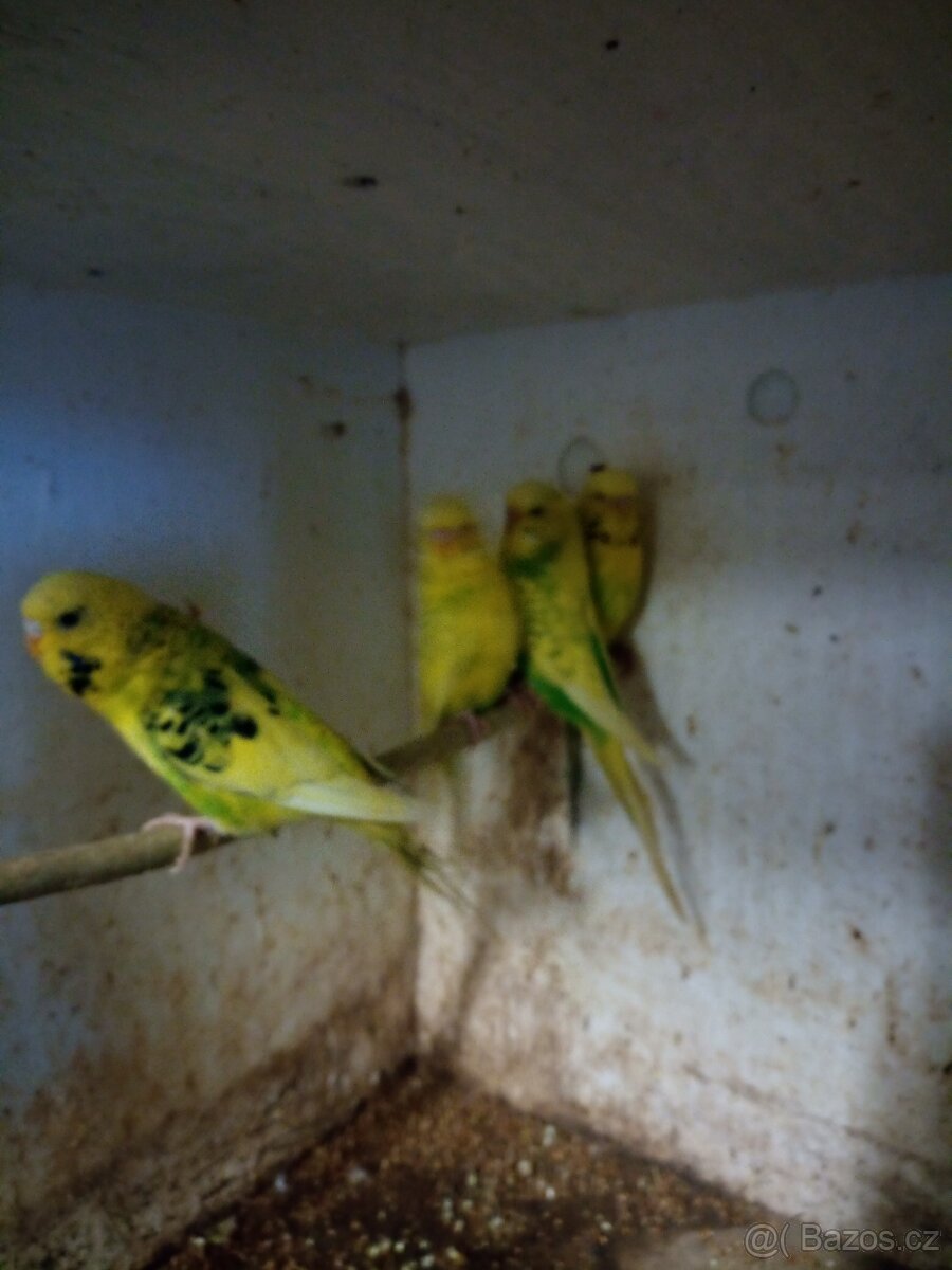 Loňské andulky - 2