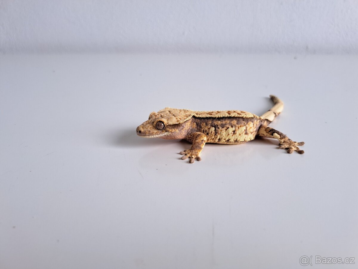 pagekon řasnatý.. - 2