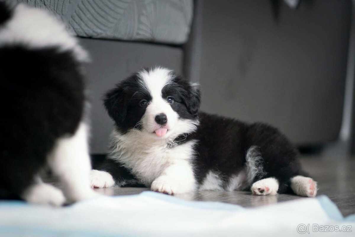 Border kolie s PP - 2