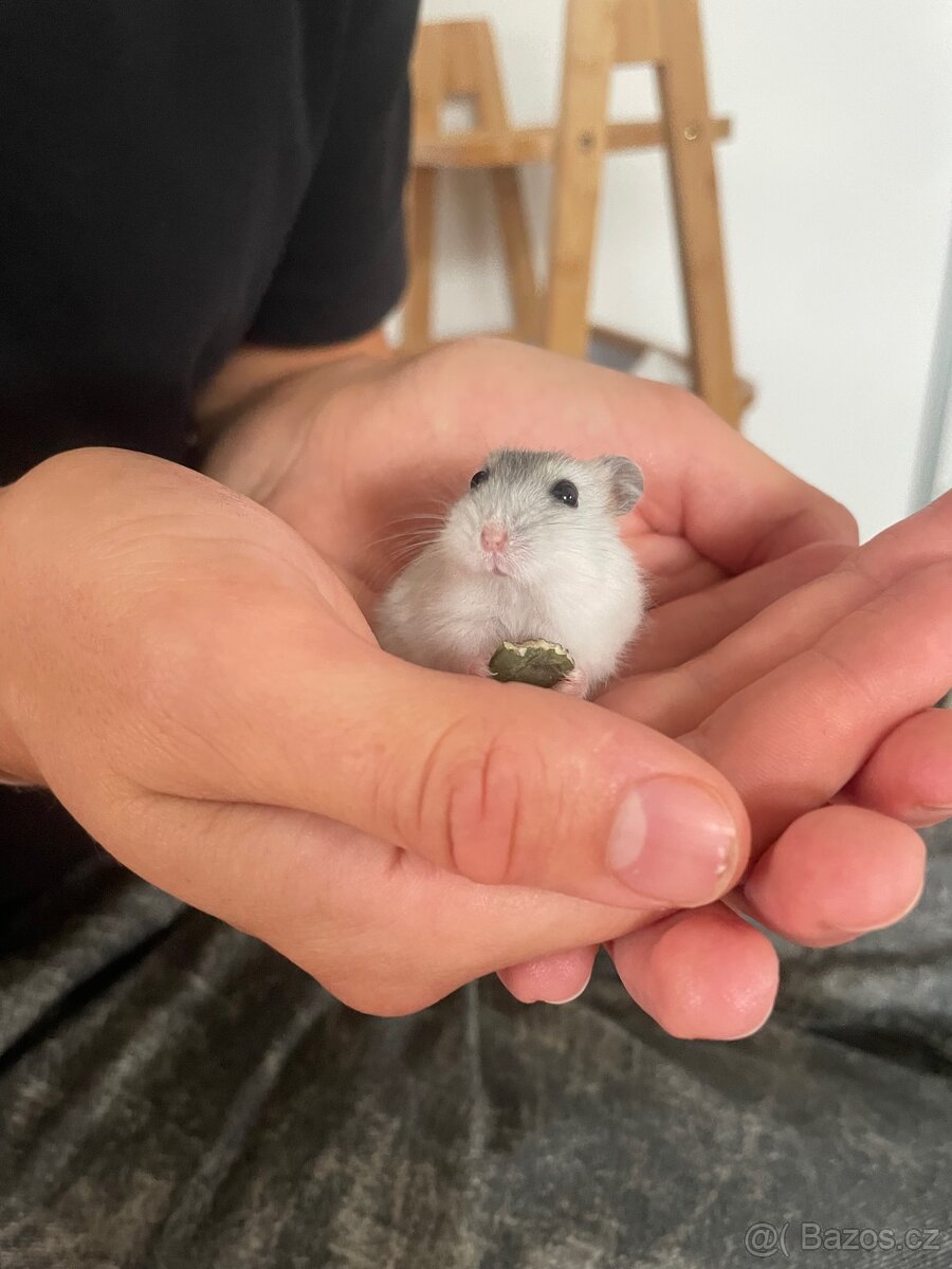 křeček džungarský - 2