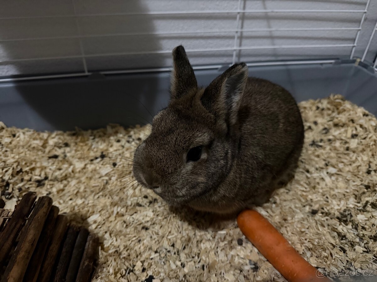 Zakrslý králíček - 2