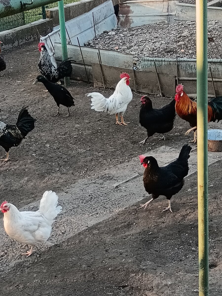 Prodám 4ks osmiměsíčního kohoutů - 2