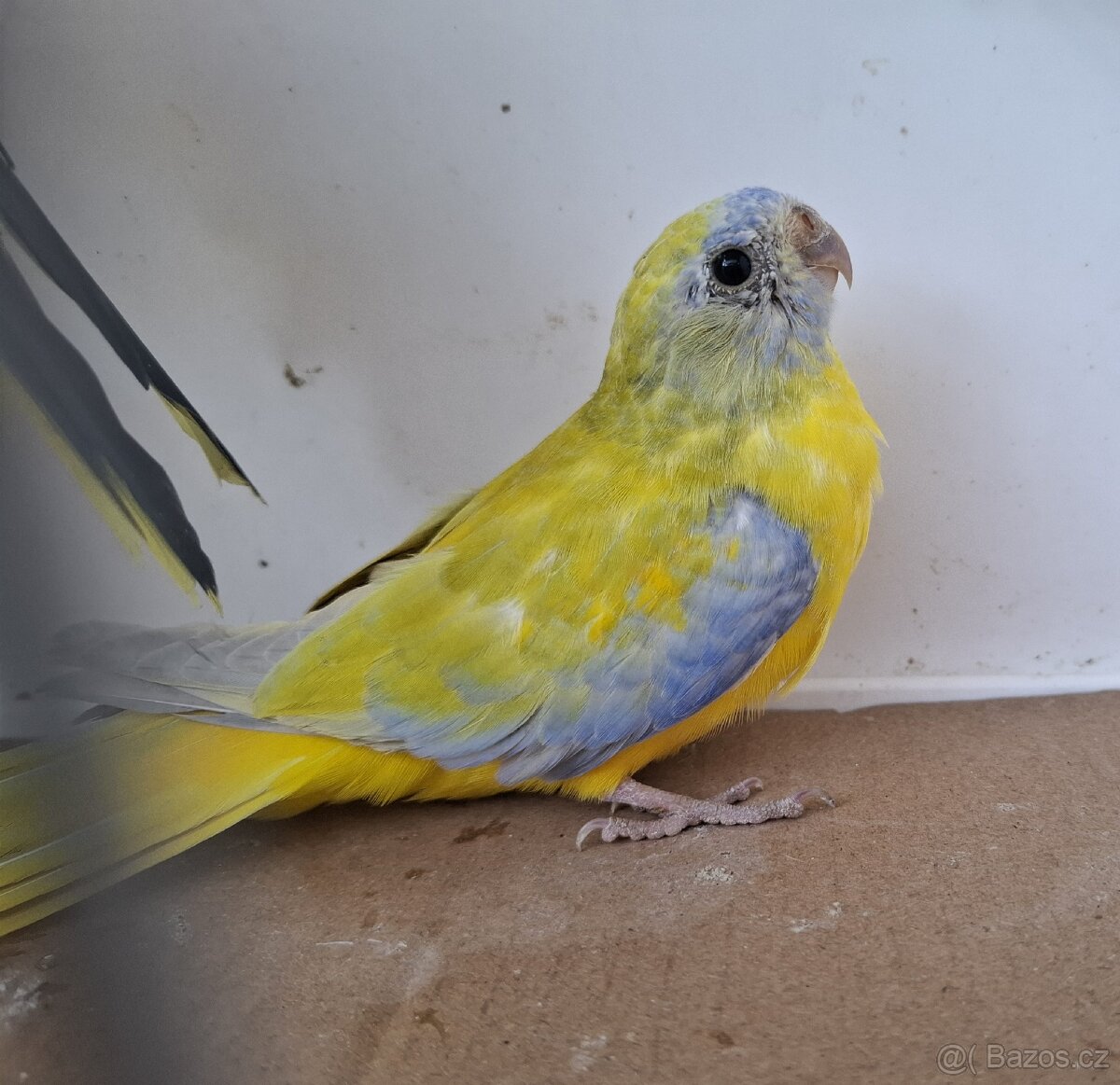 Neoféma tyrkysová žltobruchá - 2