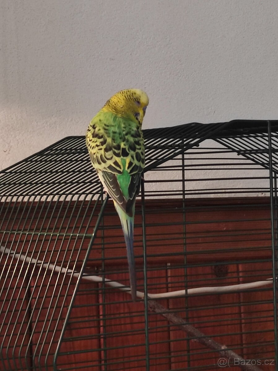 Andulka vlnkovaná - 2