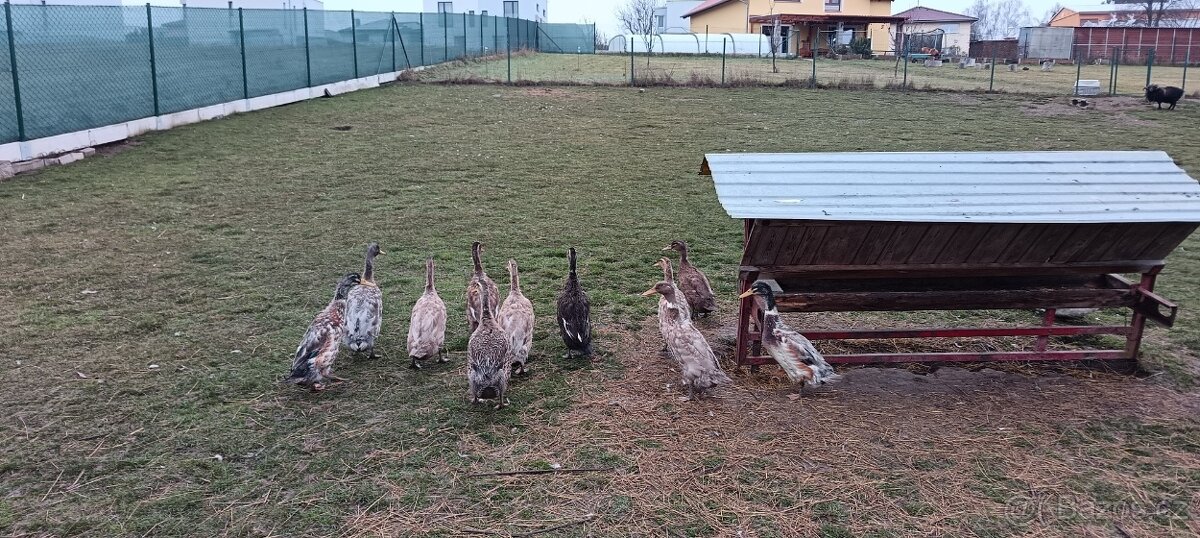 Běžec, běžci - 2