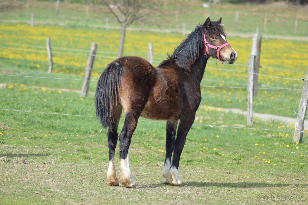 Welsh cob - kobylka - 2