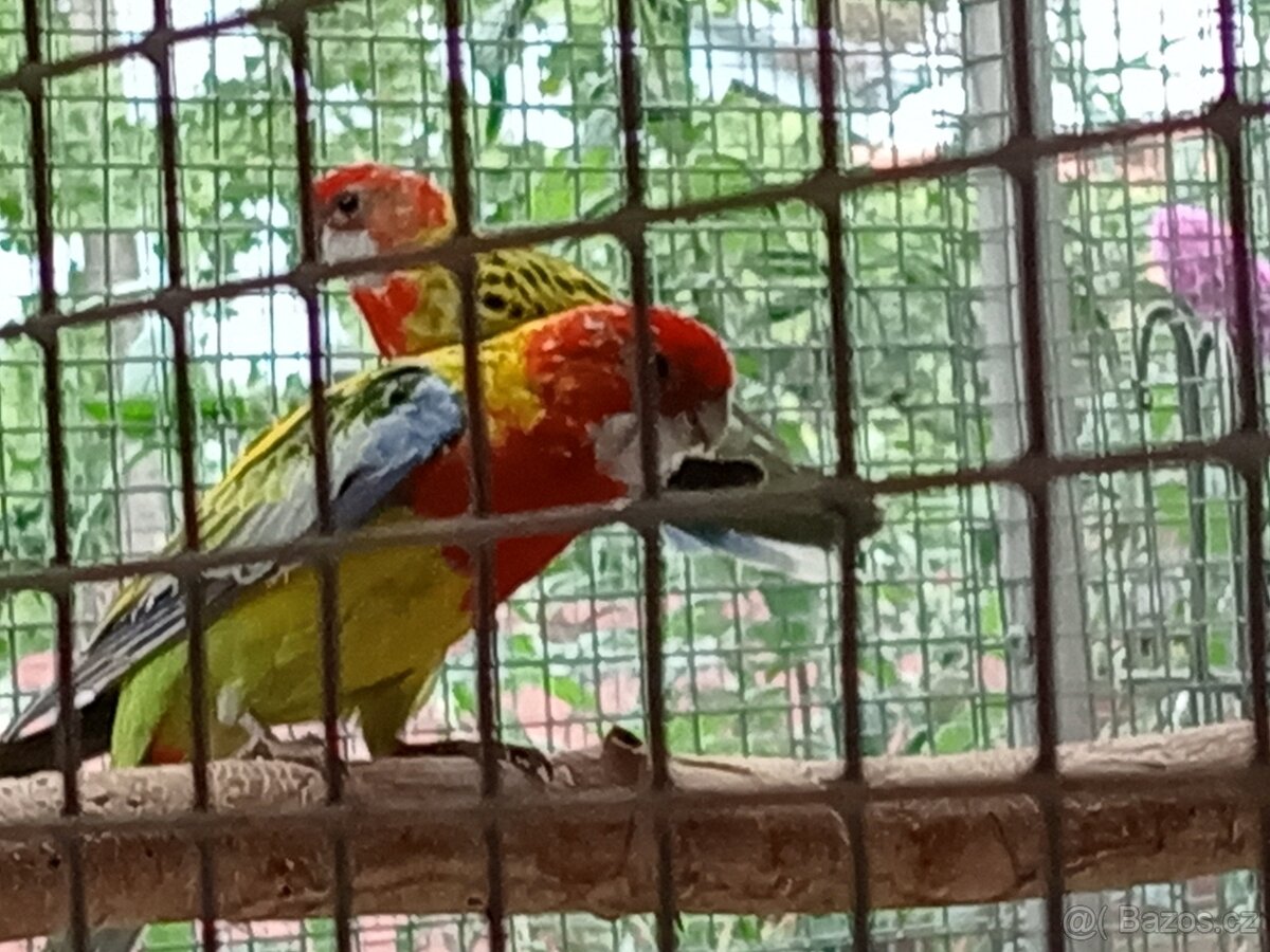 Rosela pestrá goldmantel - 2