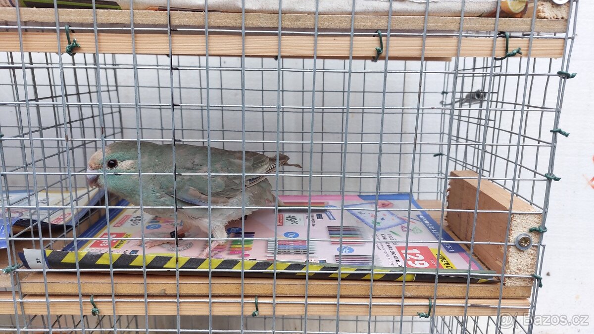 Kakariki andulky - 2