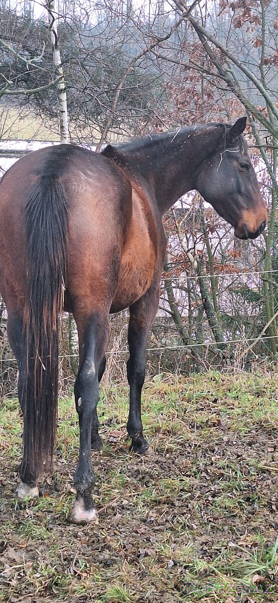 Český teplokrevník - 2