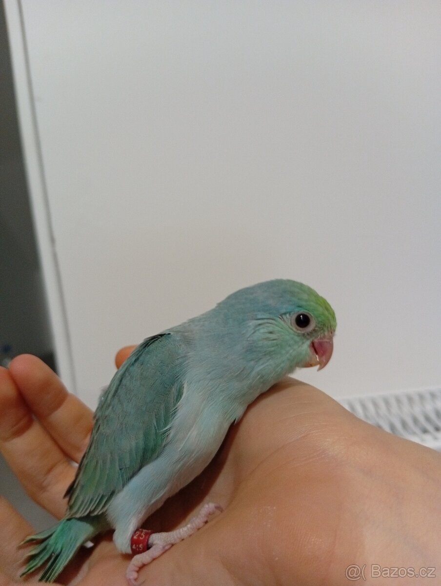 Papoušiček šedokridly - 2