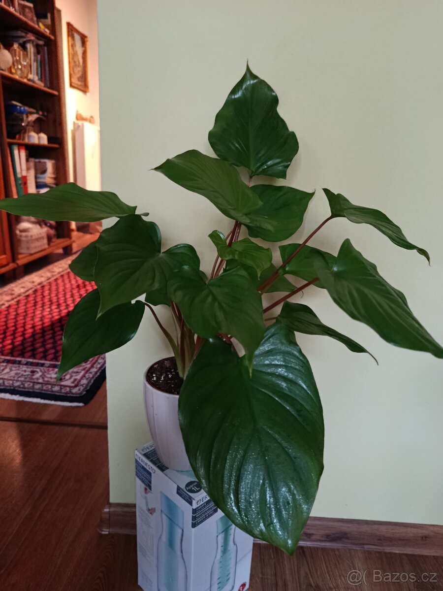 Homalomena 'Maggy' (cca 40 cm bez kvetinace) - 2