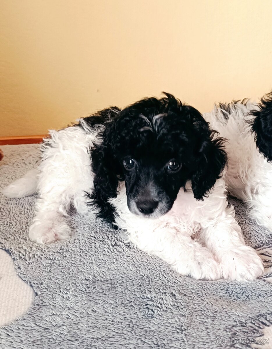 Pudl trpasličí - 2