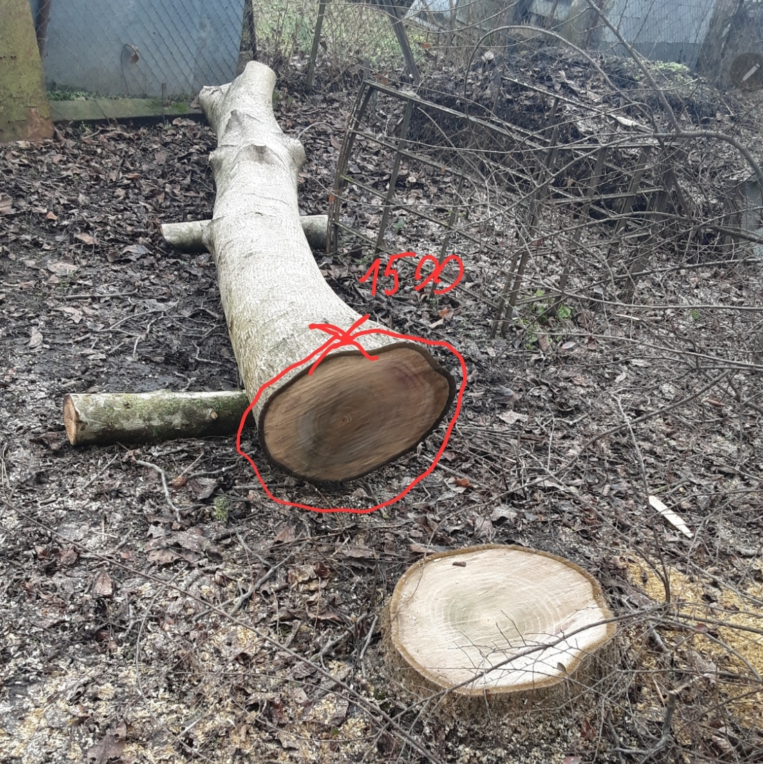 Prodej kmene ořešáku 2 - 2
