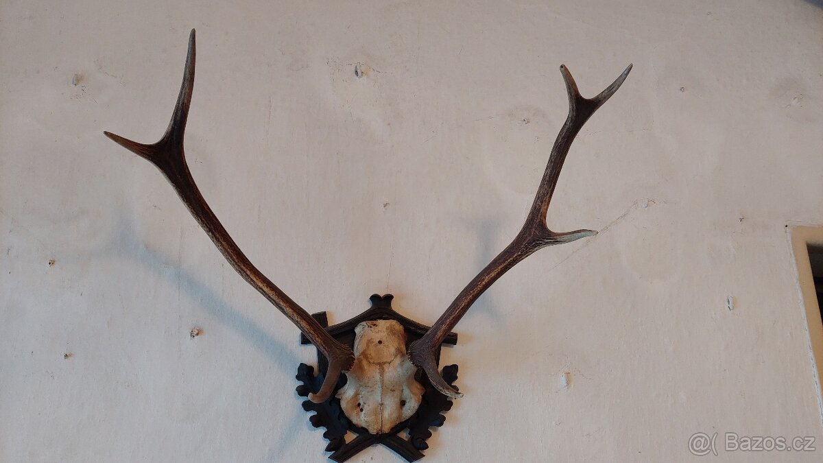 Jelení trofeje, vycpaní ptáci - 2
