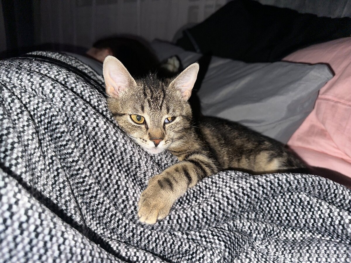 Daruji do dobrých ruk kočičku - 2