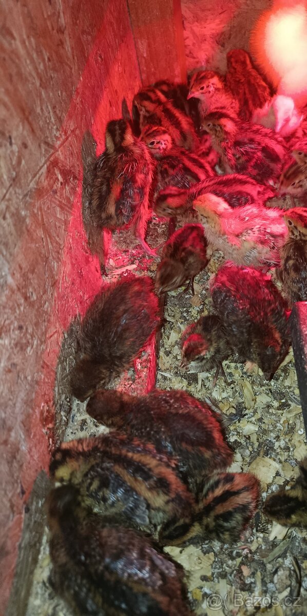 Křepelčí vajíčka , kuřátka. - 2