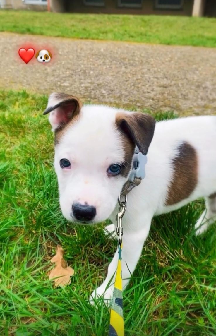 Prodám štěně kříženec staford s husky. - 2