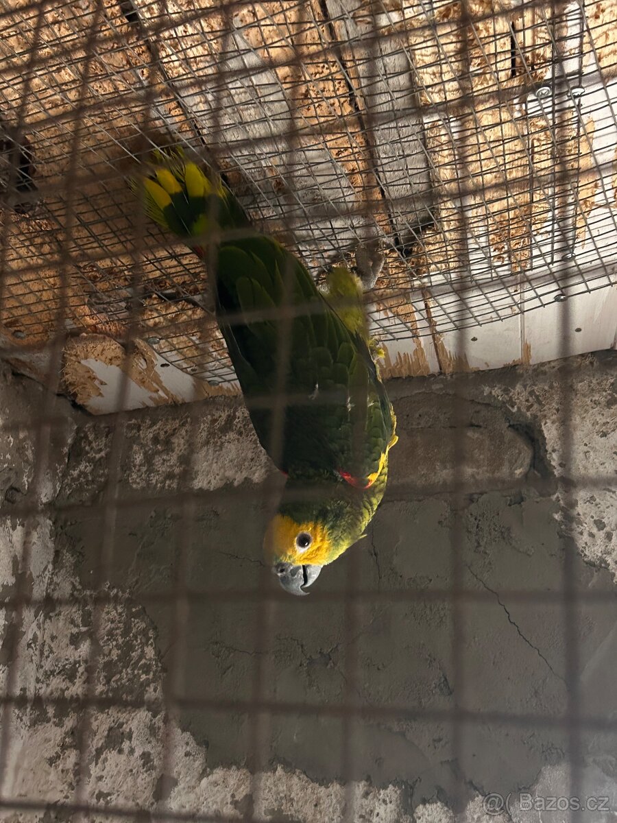 Amazoňan modročelý - 2