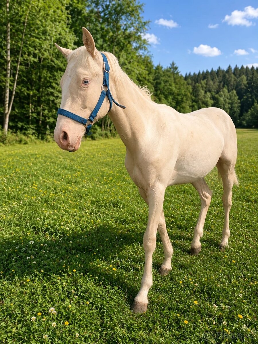 Roční cremello kobylka na prodej - 2