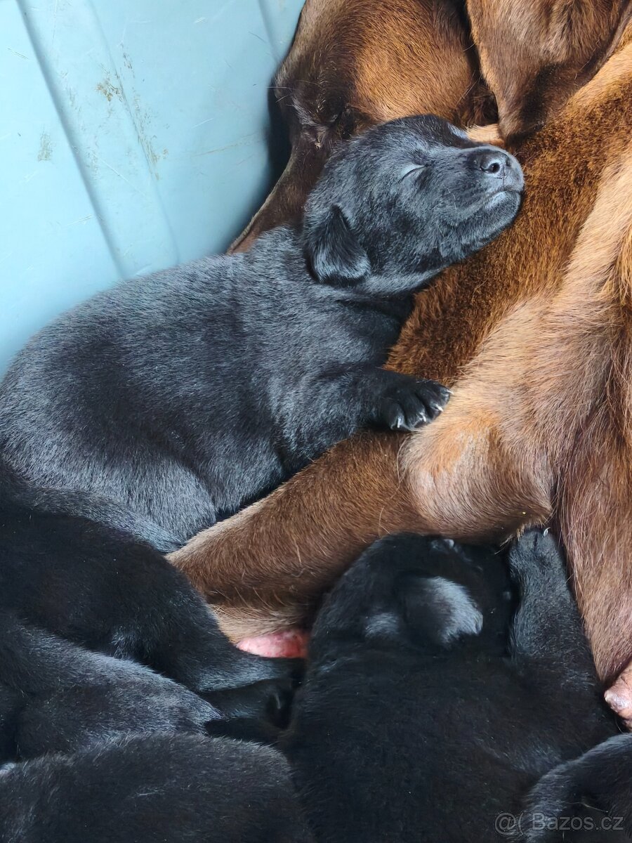 Štěňata labradora - 2
