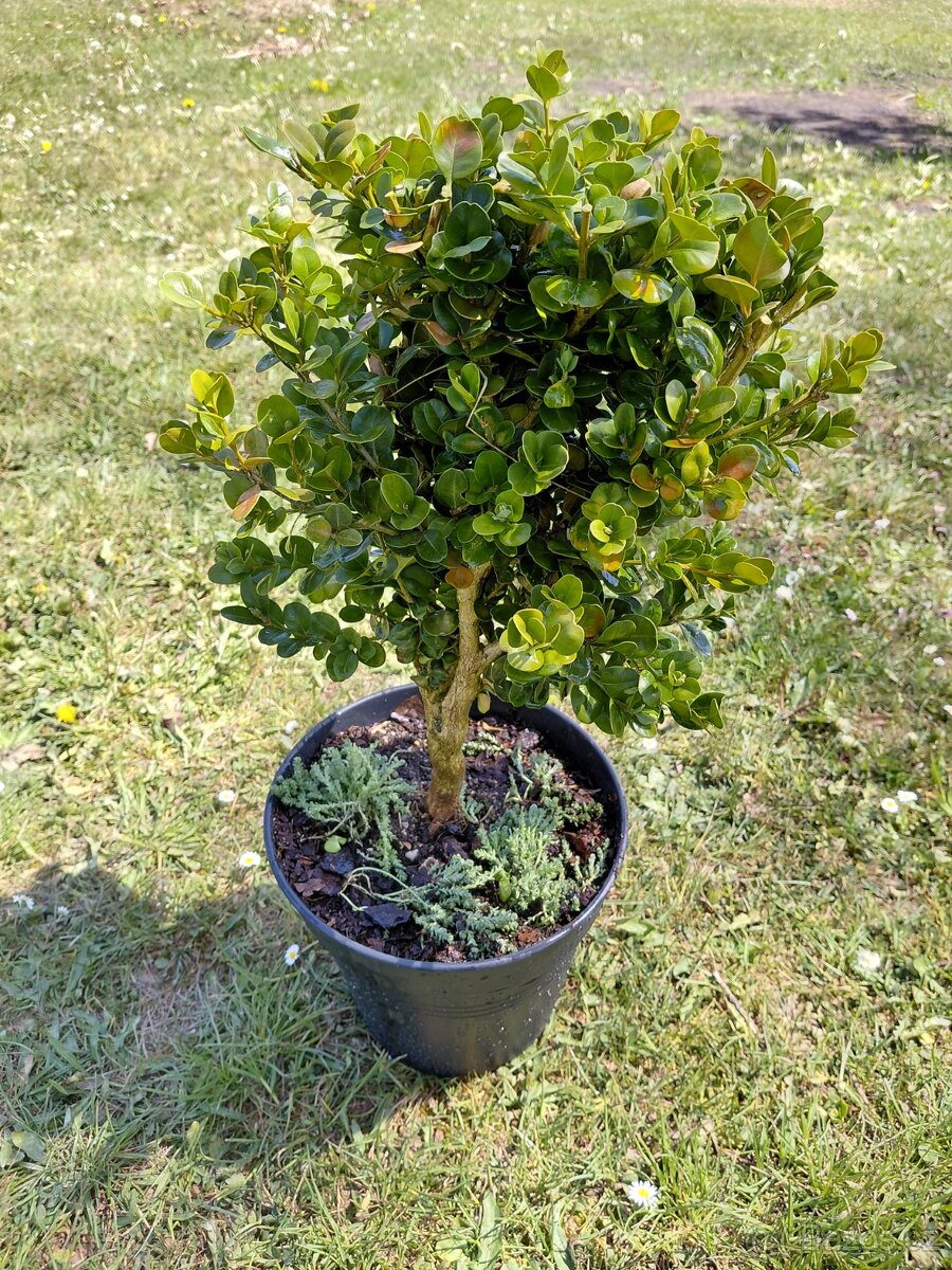 Buxus microphylla Faulkner v kontejneru - 2