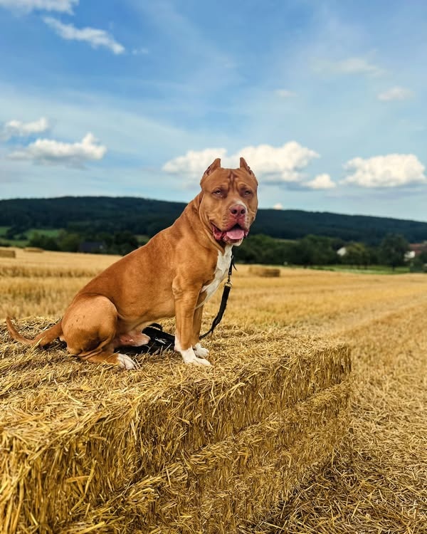 Krytí AmericanBully XXL - 2