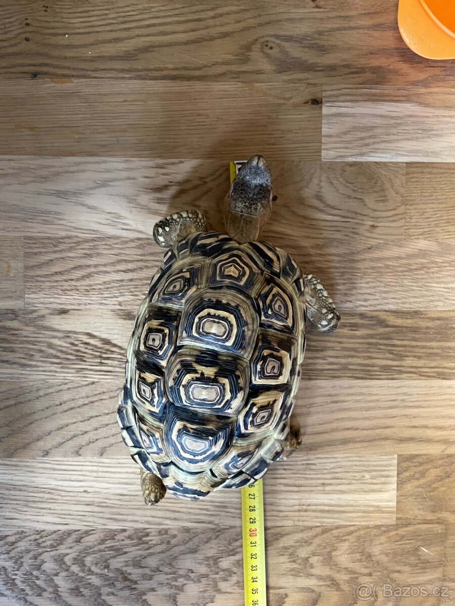 Želvy pardálí. - 2