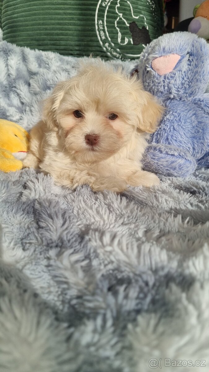 Ruská Barevná Bolonka s PP - 2