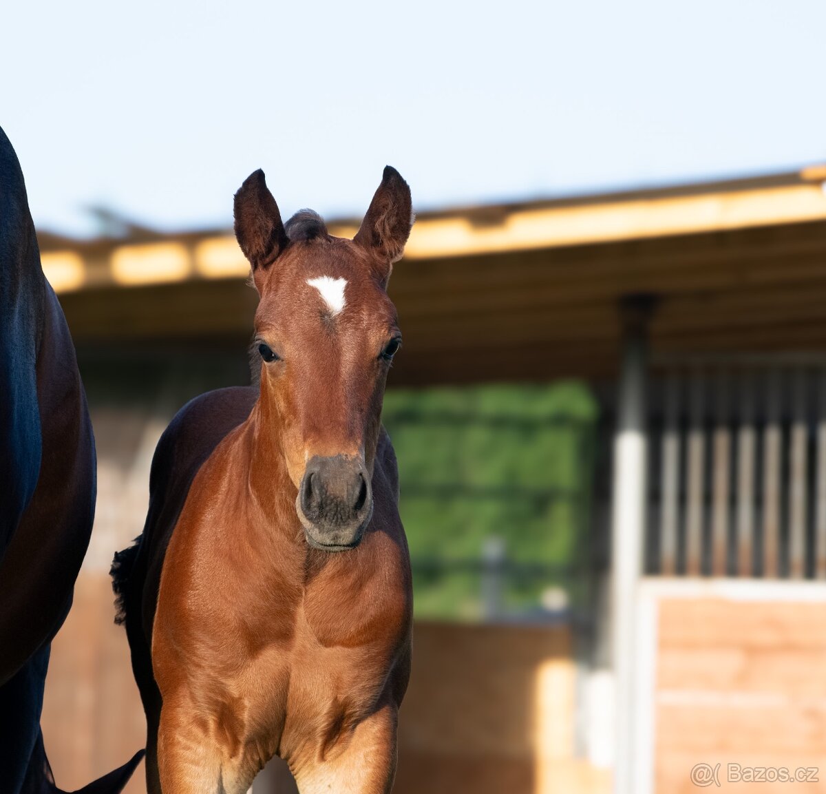 AQH hřebeček JoJo - 2